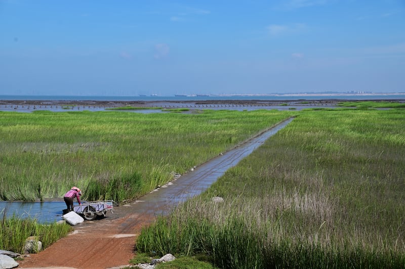 金门洋山海岸泥化后，互花米草大举盘据海岸，对岸的翔安机场工程是潜在祸首之一。