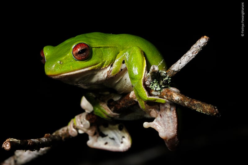 This undated photo released by World Wildlife fund shows Zhangixalus melanoleucus, a medium-sized tree frog discovered living in forest at more than 2,000 meters above sea level on Phou Samsoun mountain in northeastern Laos.